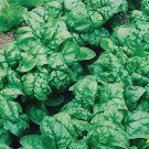 100 Noble Giant Spinach Seeds Non GMO Noble Spinach Seeds USA Seller
