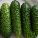 25 Calypso F1 Hybrid Cucumber Seeds Resistant To Mildew And Viruses USA Seller 25 Calypso F1 Hybrid Cucumber Seeds Resistant To Mildew And Viruses USA Seller