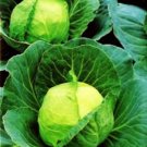 500 Golden Acre Cabbage Seeds Non GMO Heirloom Fresh 500 Seeds USA Seller 500 Golden Acre Cabbage Seeds Non GMO Heirloom Fresh 500 Seeds USA Seller