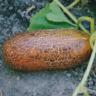 Brown Russian Cucumber 25 Seeds USA Seller