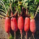 100 China Rose Radish Seeds Non GMO Heirloom Fresh Garden Seeds USA Seller 100 China Rose Radish Seeds Non GMO Heirloom Fresh Garden Seeds USA Seller