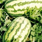 10 Jubilee Watermelon Seeds Non GMO Heirloom 25 40 Lbs Heat Tolerant USA Seller