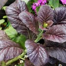 1500 Seeds Mustard Seeds: Red Giant Mustard Seeds Non GMO USA Seller
