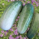 25 Arkansas Little Leaf Cucumber Seeds Heirloom USA Seller 25 Arkansas Little Leaf Cucumber Seeds Heirloom USA Seller