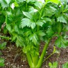 Utah 52 70 Celery Seeds Non GMO 3500 Seeds USA Seller Utah 52 70 Celery Seeds Non GMO 3500 Seeds USA Seller