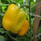 50 Golden Cal Wonder Sweet Bell Pepper Seeds Non GMO Blonde Bell USA Seller