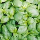 Sweet Basil 1000 Seeds USA Seller