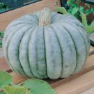 Jarrahdale Blue Pumpkin 10 Seeds Jarradale Queensland Cinderella Doll USA Seller