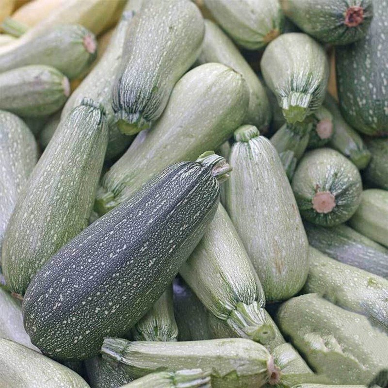Grey Zucchini Summer Squash Seeds Non GMO Greyzinni 20 Seeds USA Seller