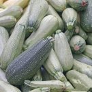 Grey Zucchini Summer Squash Seeds Non GMO Greyzinni 20 Seeds USA Seller