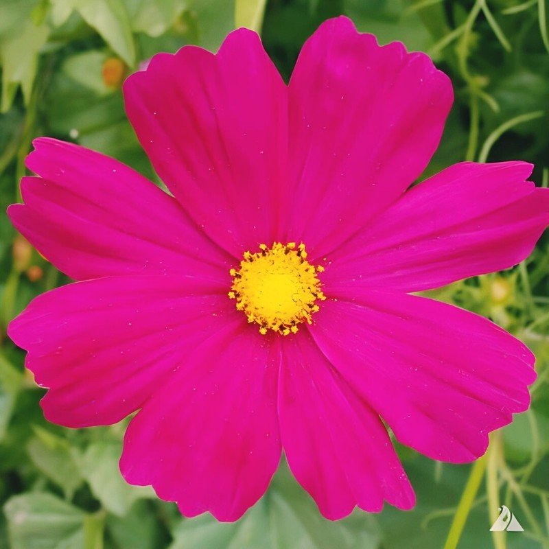 Cosmos Dazzler 150 Seeds Pollinator Friendly Cosmos Bipinnatus Sensation USA Seller