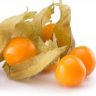 100 Cape Gooseberry Seeds Fruit Spring Ground Cherry Heirloom Sweet USA Seller 100 Cape Gooseberry Seeds Fruit Spring Ground Cherry Heirloom Sweet USA Seller