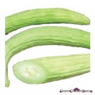 Armenian Cucumber Seeds Metki Pale White Serpent Non GMO Burpless 25 Seeds USA Seller Armenian Cucumber Seeds Metki Pale White Serpent Non GMO Burpless 25 Seeds USA Seller