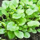 1200 Upland Cress Seeds Non GMO Heirloom Barbarea Verna Herb Garden Fresh USA Seller
