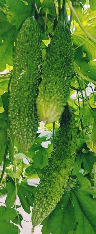 20 Long Bitter Melon Bitter Gourd Seeds USA Seller