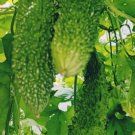 20 Long Bitter Melon Bitter Gourd Seeds USA Seller 20 Long Bitter Melon Bitter Gourd Seeds USA Seller