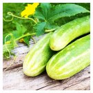 25 Double Yield Cucumber Seeds Heirloom Organic USA Seller
