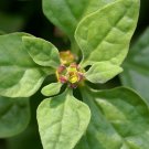 New Zealand Spinach Seeds 100 Seeds Non GMO Heirloom Bulk Warrigal Green USA Seller New Zealand Spinach Seeds 100 Seeds Non GMO Heirloom Bulk Warrigal Green USA Seller