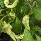 25 White Ghost Mixed Shape Pepper Seeds USA Seller 25 White Ghost Mixed Shape Pepper Seeds USA Seller