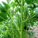 30 Star Of David Okra Seeds Non GMO Gumbo Gombo Bendi Okraseeds USA Seller