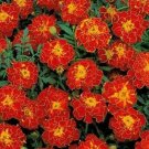 200 French Red Marigold Seeds Organic Seeds USA Seller