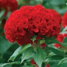 200 Chief Fire Celosia Cristata Seeds Organic Seeds USA Seller