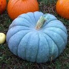 10 Jarrahdale Blue Pumpkin Seeds Organic Seeds USA Seller 10 Jarrahdale Blue Pumpkin Seeds Organic Seeds USA Seller