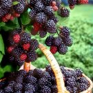 Giant Thornless Blackberry 25 Seedsfresh This Season & Exotic USA Seller