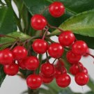 Christmas Coral Berry 5 Seeds Fresh This Season & Exotic USA Seller