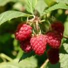 Raspberry 1000 Seeds Fresh This Season & Exotic USA Seller Raspberry 1000 Seeds Fresh This Season & Exotic USA Seller