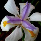 Fortnight Lily African Iris 2000 Seeds Fresh This Season & Exotic USA Seller
