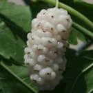 White Mulberry 20 Seeds Fresh This Season'S Harvest Very & Exotic USA Seller
