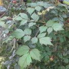 Peppervine 25 Seeds Fresh This Season'S Harvest Very & Exotic USA Seller