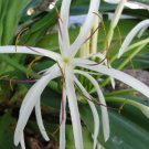 Spider Lily 3 Sprouted Bulbs Beautiful & Exotic USA Seller