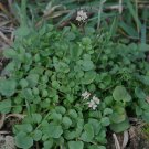 Bittercress 25 Seeds Fresh This Season'S Harvest & Exotic USA Seller
