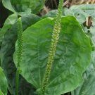 Broadleaf Plantain Plantago Major 100 Seeds Fresh This Season & Exotic USA Seller Broadleaf Plantain Plantago Major 100 Seeds Fresh This Season & Exotic USA Seller
