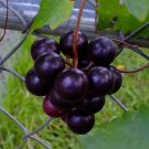 Muscadine Black 6 Seeds Fresh This Season'S Harvest & Exotic & Delicious USA Seller Muscadine Black 6 Seeds Fresh This Season'S Harvest & Exotic & Delicious USA Seller