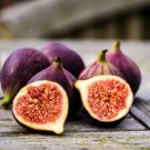 Black Mission Fig 20 Seeds Fresh This Season'S Harvest & Exotic USA Seller Black Mission Fig 20 Seeds Fresh This Season'S Harvest & Exotic USA Seller