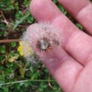 Dandelion 200 Seeds Fresh This Season'S Harvest From My Garden &Exotic USA Seller