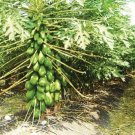 Papaya 25 Seeds Fresh This Season & Exotic USA Seller