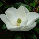 Southern Magnolia 30 Seeds Fresh This Season'S Harvest & Exotic USA Seller