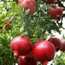 Pomegranate 20 Seeds Fresh This Season'S Harvest & Exotic USA Seller