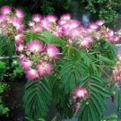 Mimosa 30 Seeds Fresh This Season'S Harvest & Exotic USA Seller