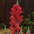 1000 Candy Tops Orange Snapdragon Seeds For Garden USA Seller