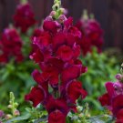 1000 Candy Tops Red Snapdragon Seeds For Garden Planting USA Seller