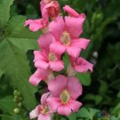 1000 Chantilly Pink Snapdragon Seeds For Garden Planting USA Seller