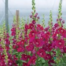 1000 Chantilly Purple Snapdragon Seeds For Garden USA Seller