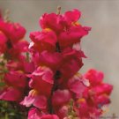 1000 Floral Showers Scarlet Snapdragon Seeds For Garden USA Seller