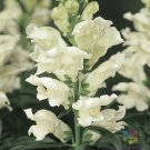 1000 Liberty White Snapdragon Seeds For Garden Planting USA Seller