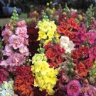 1000 Madame Butterfly Mix Snapdragon Seeds For Garden USA Seller